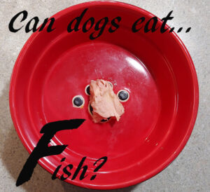 dogs fish