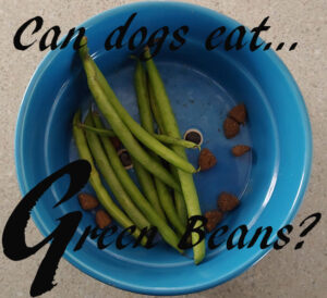 dogs green beans