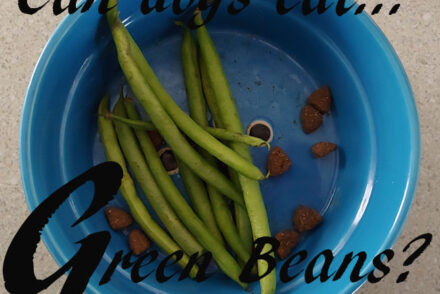 dogs green beans