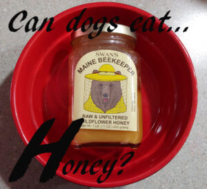 dogs honey