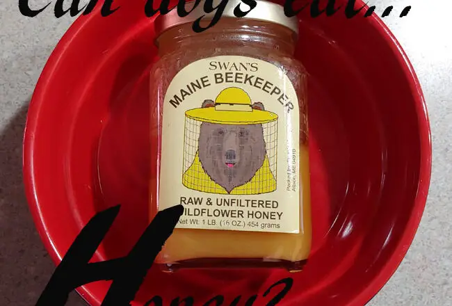 dogs honey