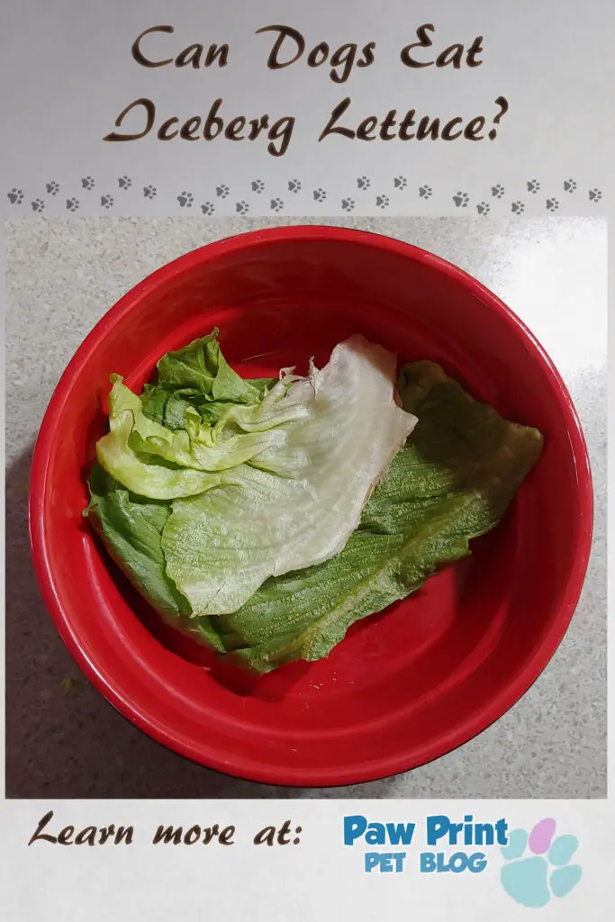 dogs iceberg lettuce