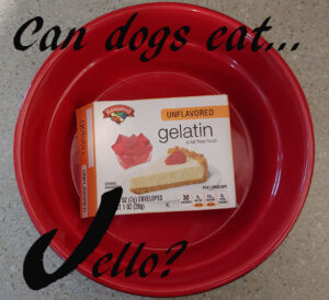 dogs Jello