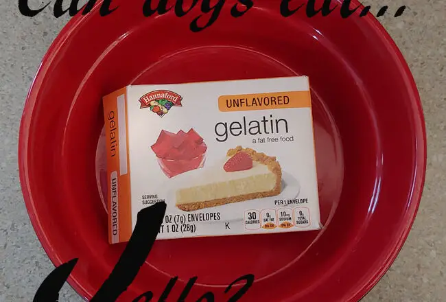 dogs Jello