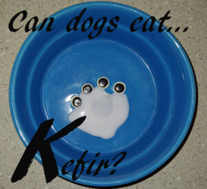 dogs kefir