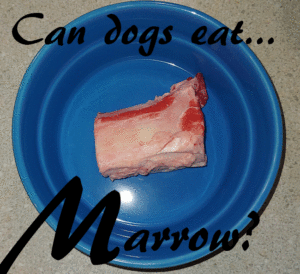 dogs marrow bones