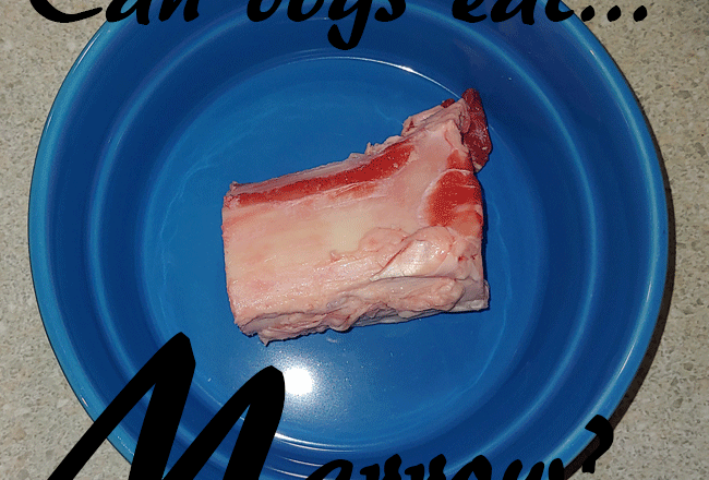 dogs marrow bones
