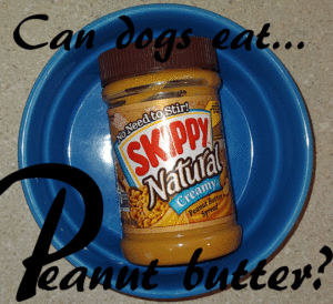 dogs peanut butter