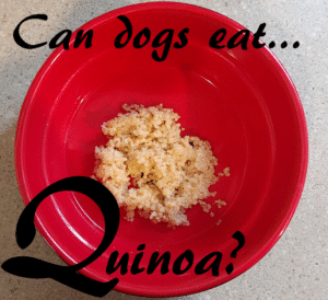 dogs quinoa