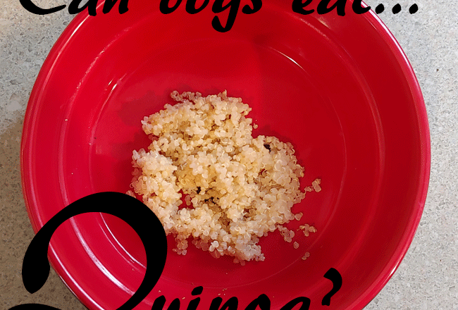 dogs quinoa