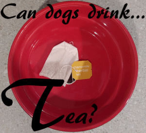 dogs tea