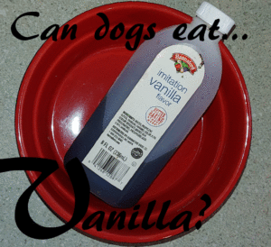 dogs vanilla