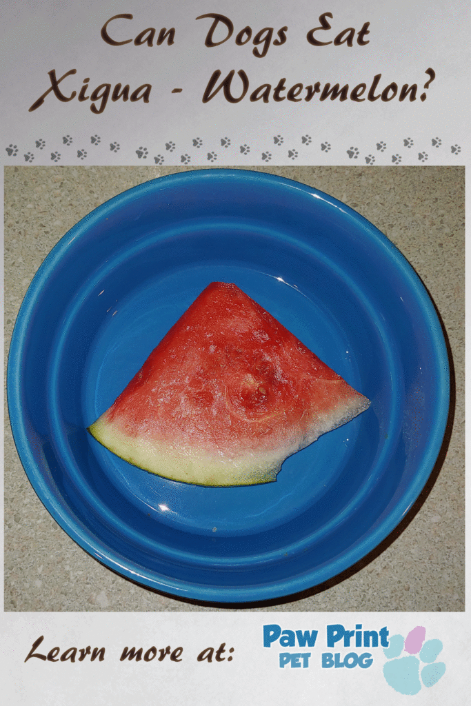dogs watermelon