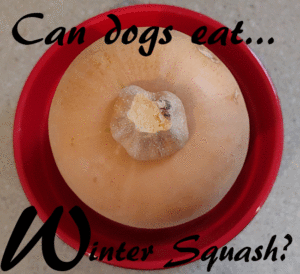 dogs winter squash