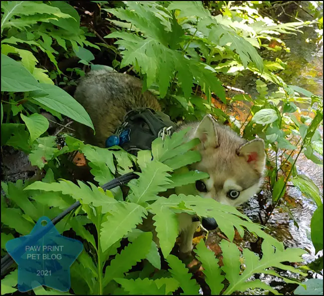 small dog hiking