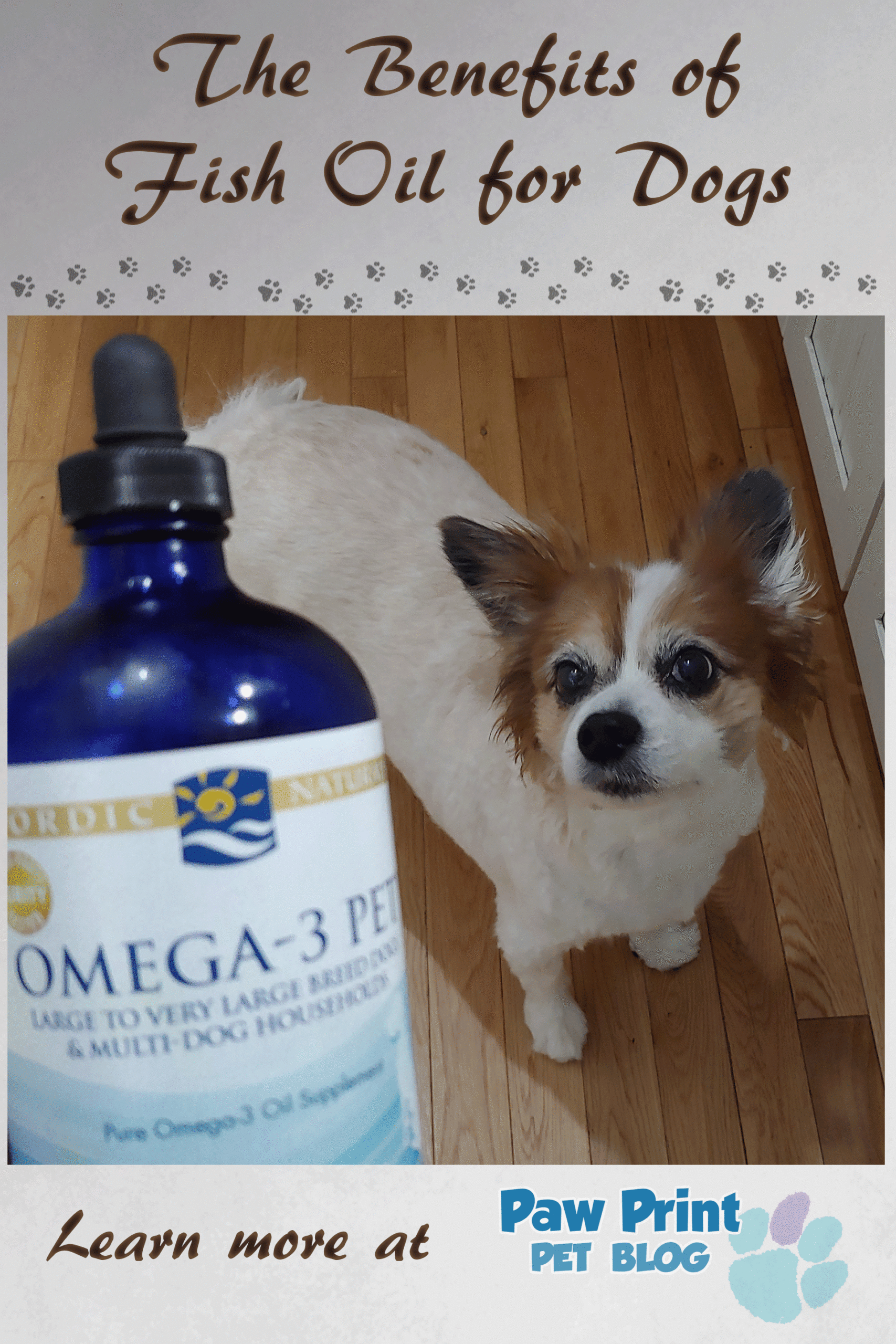 fish oil dogs