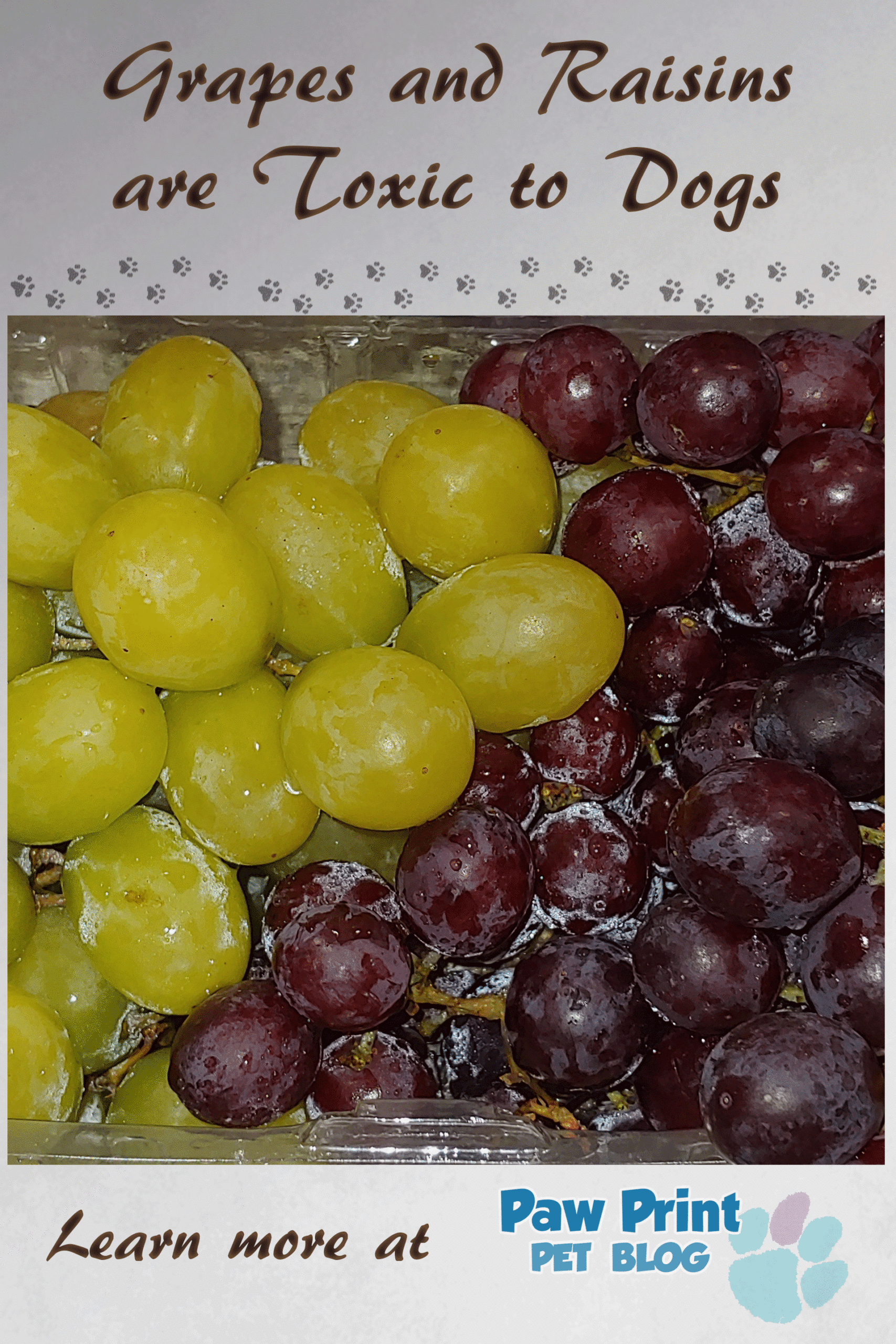 grapes raisins dogs