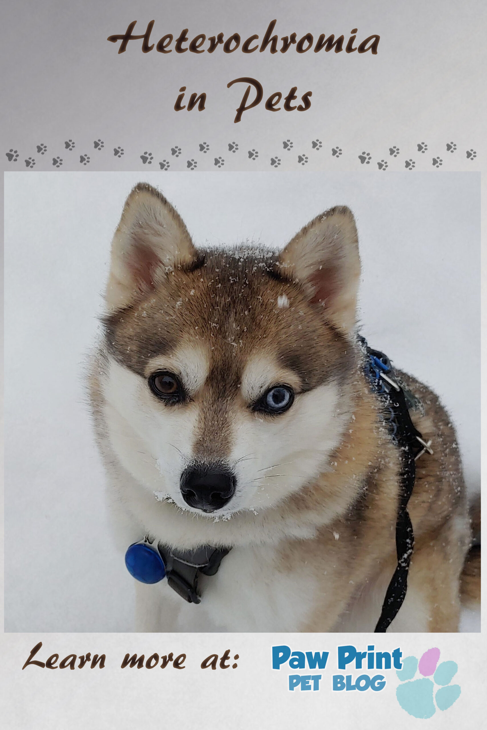 Heterochromia in dogs