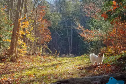 pet fall safety