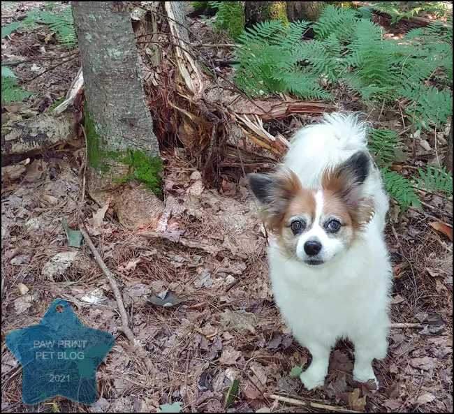 small dog hiking