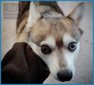 Heterochromia in dogs