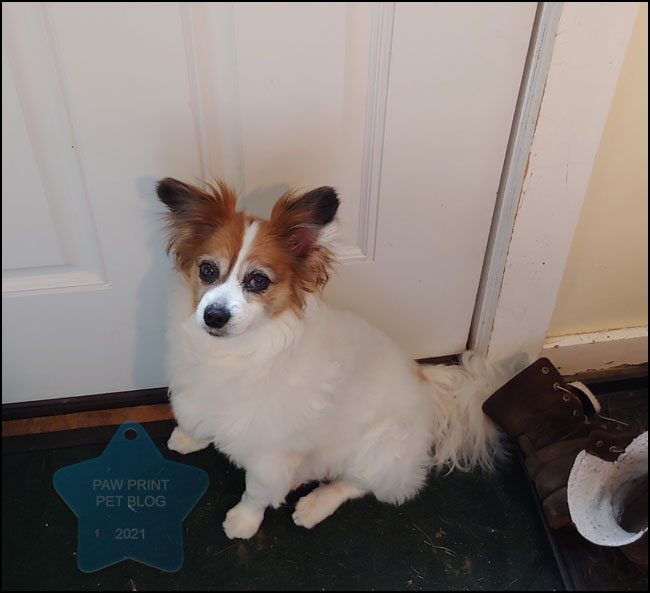 How Long Can Dogs Go Between Bathroom Breaks