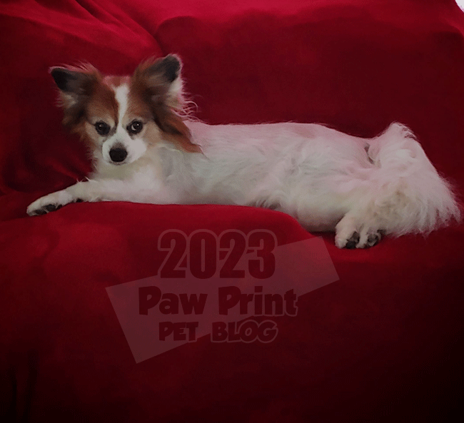 dog IVDD 1 year update
