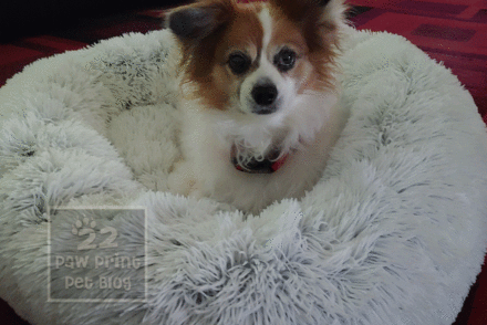 name female papillon