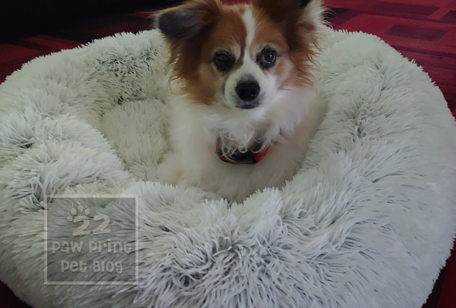 name female papillon