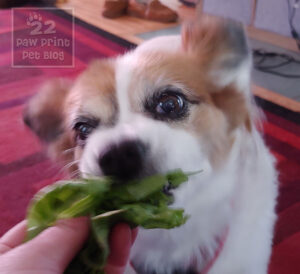 dogs iceberg lettuce