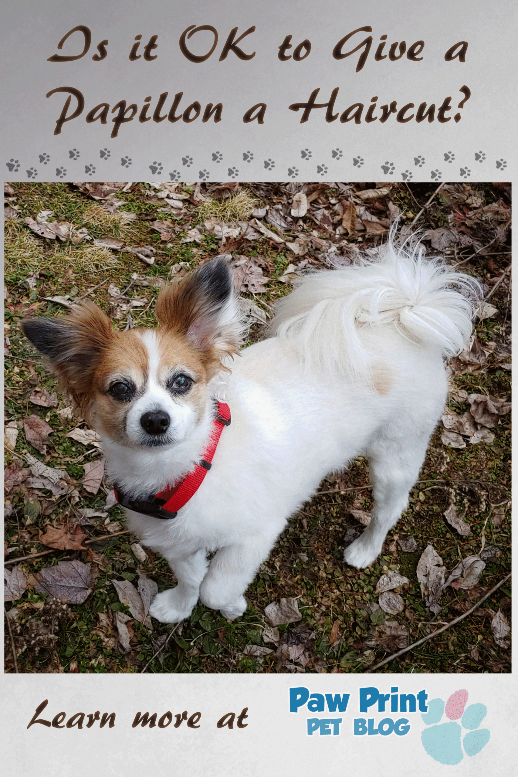 Is it OK to Give a Papillon a Haircut Paw Print