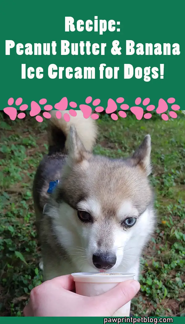 dog ice cream