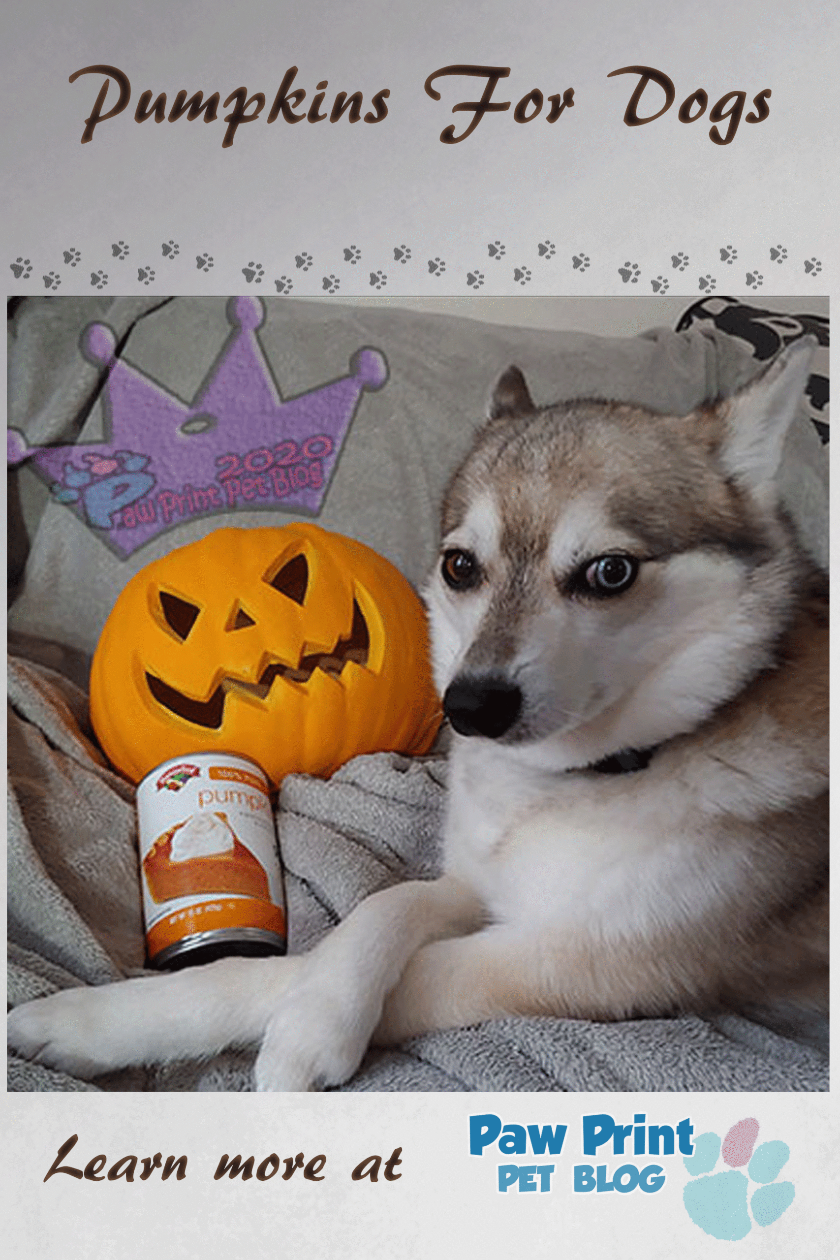 dogs pumpkin