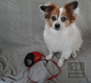 Retractable Leash