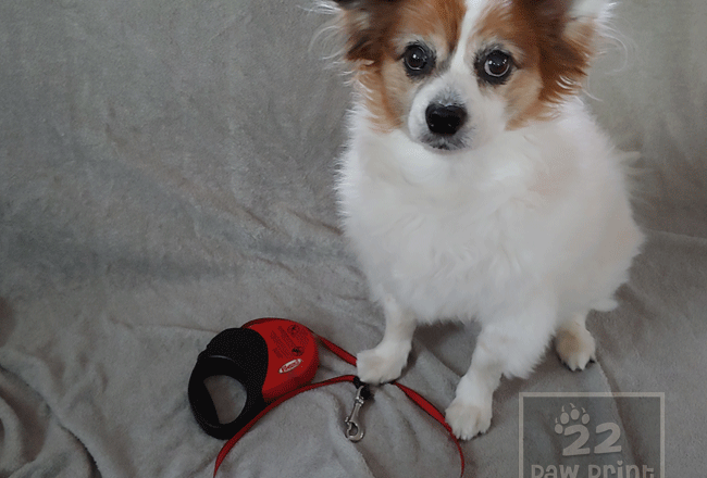 Retractable Leash