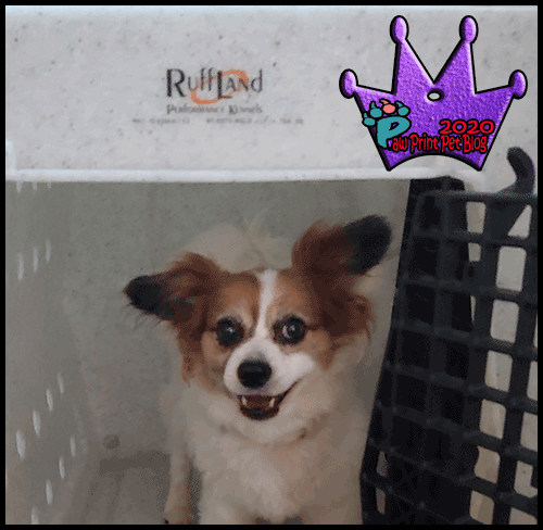 Ruff Land Kennels