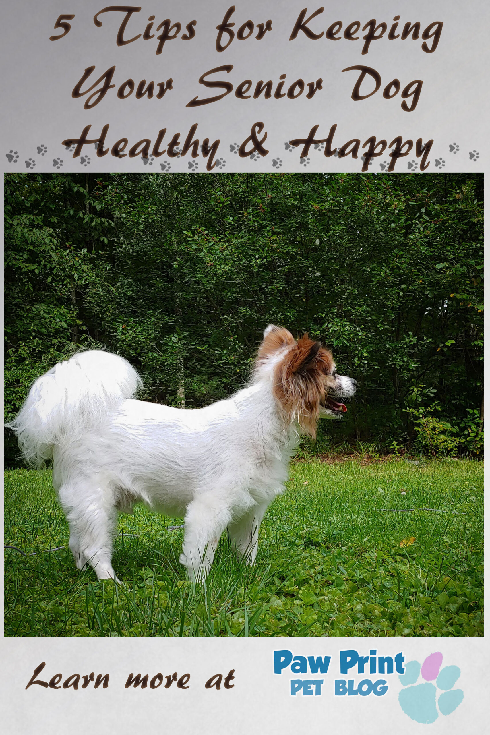 happy healthy senior dog