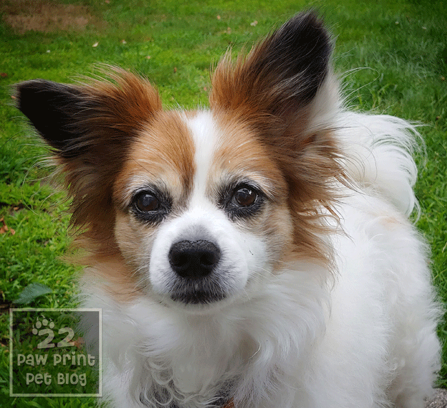 papillon name male