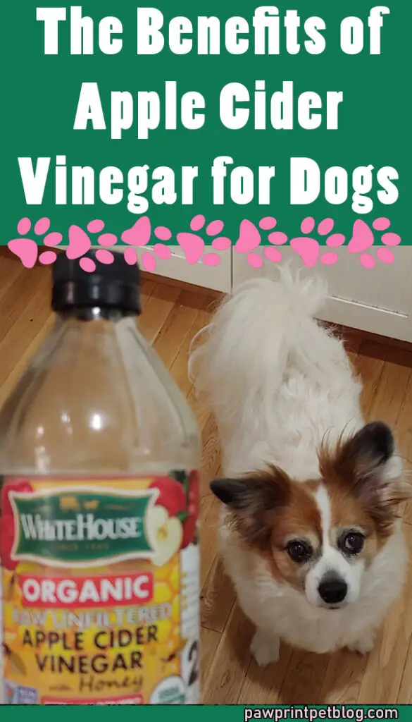 The Benefits of Apple Cider Vinegar for Dogs Paw Print