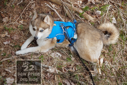 harness hiking small dogs