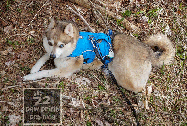 harness hiking small dogs