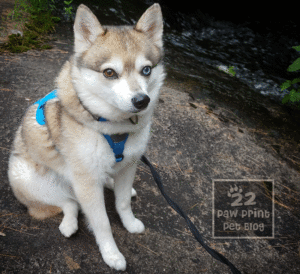 Paw Print Dogs