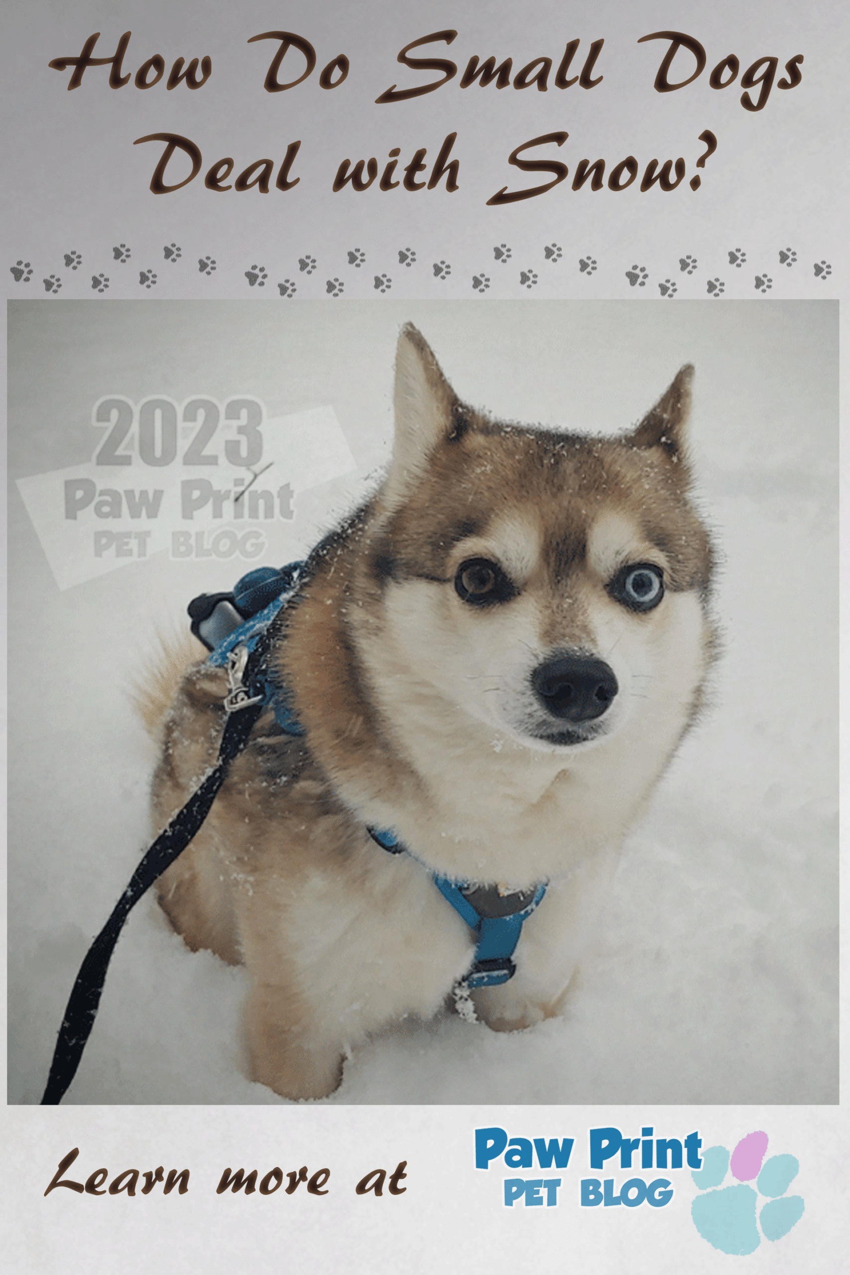 small dogs snow