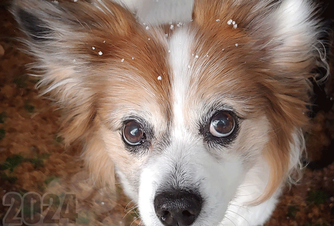 dog's 15th birthday!