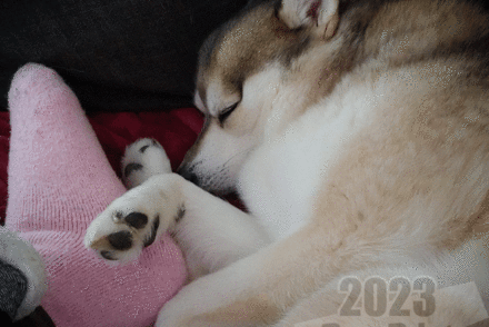 Alaskan Klee Kai snuggly