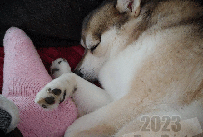 Alaskan Klee Kai snuggly