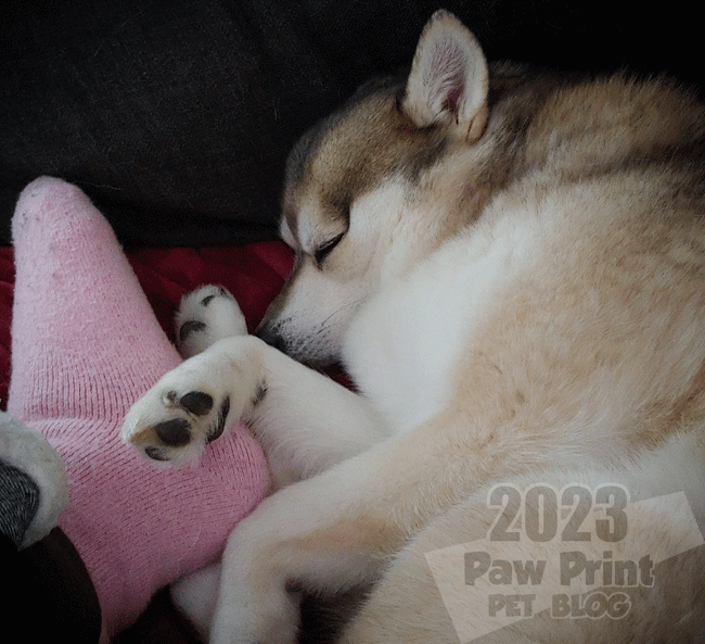 Alaskan Klee Kai snuggly