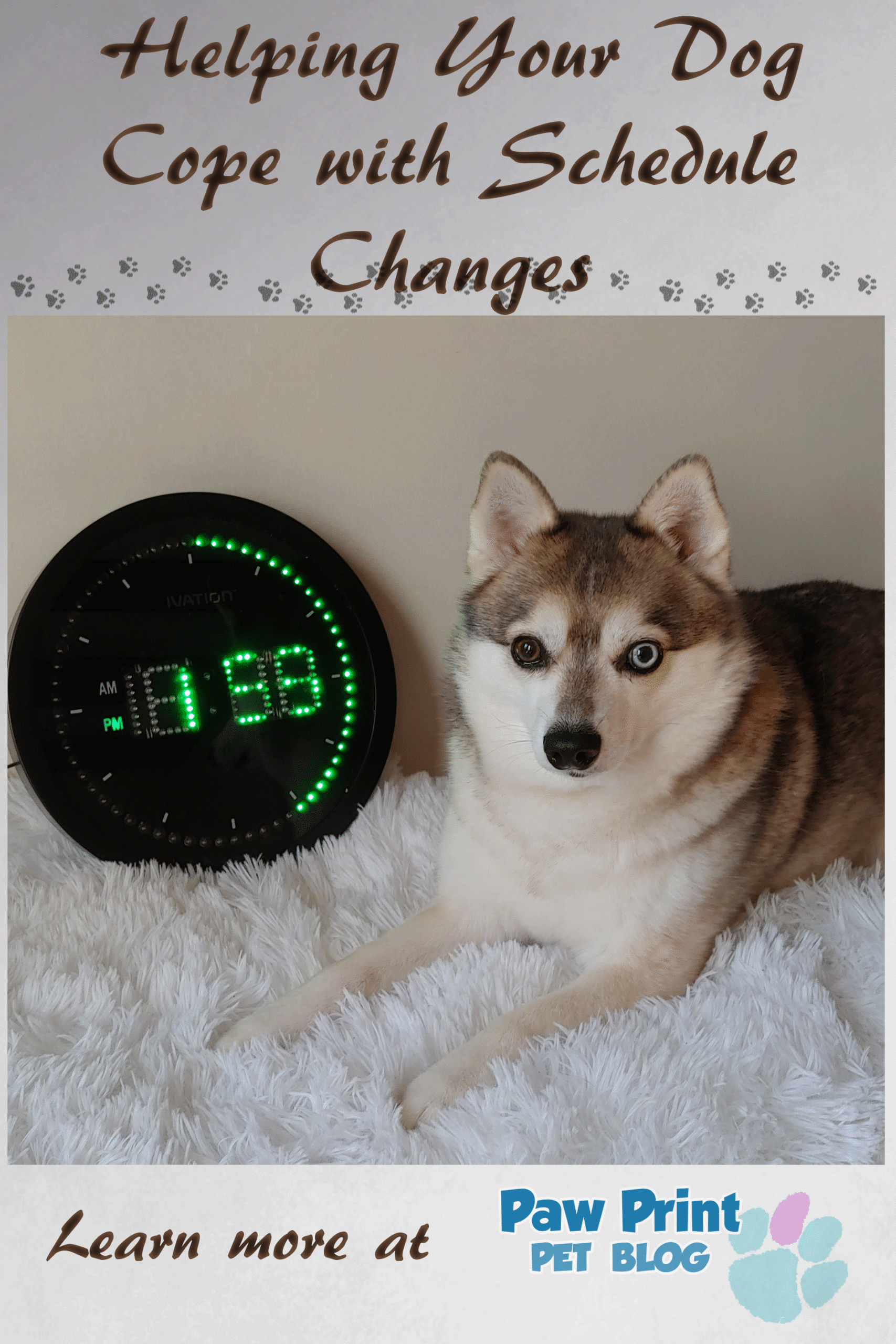 dog schedule changes