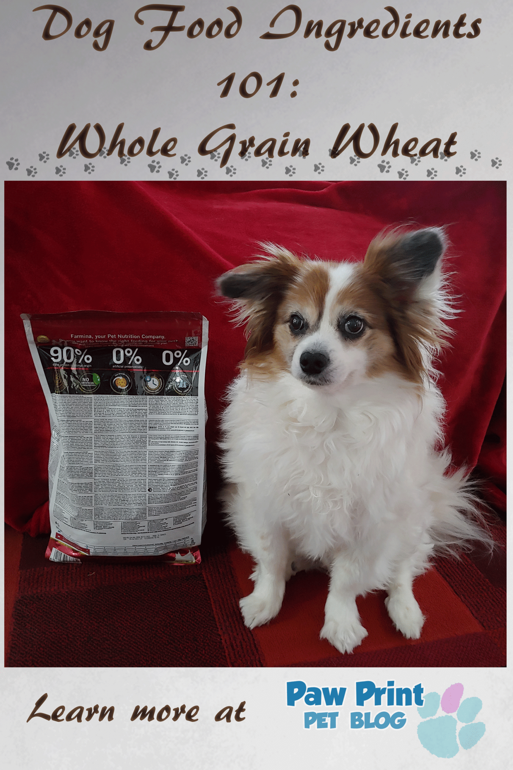 whole grain wheat dog food